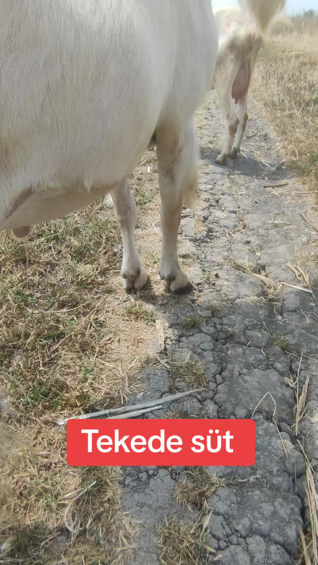 @Mustafa✔️Malçok✔️