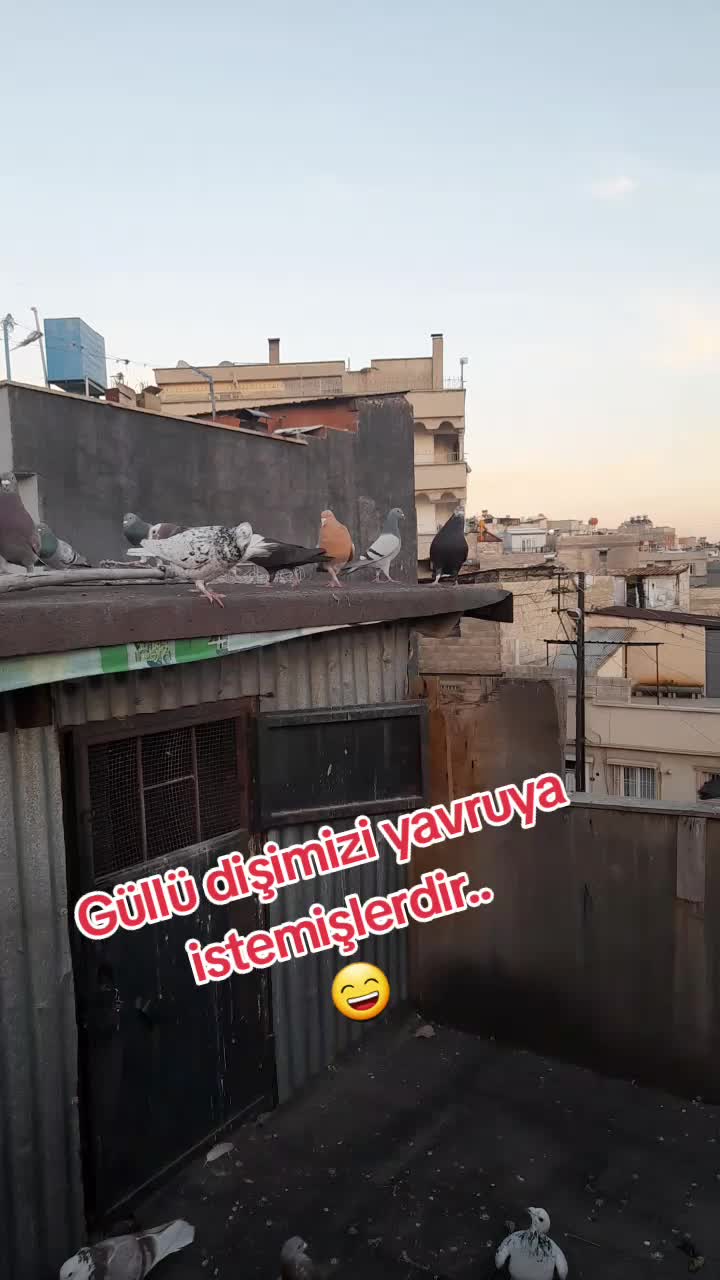 @Ertuğrul&Alparslan(Doktor)