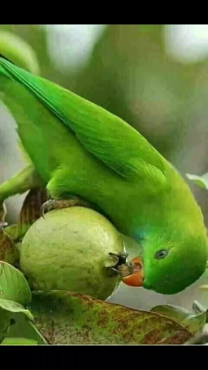 @nethra nagesh