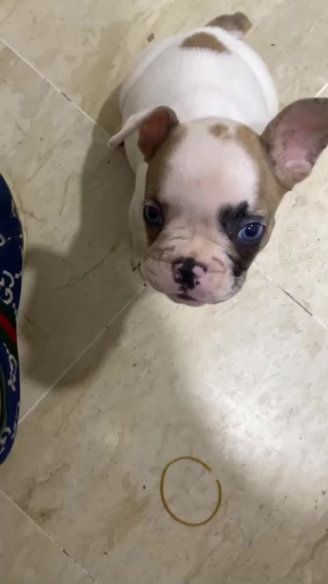 @PAYPOZ
