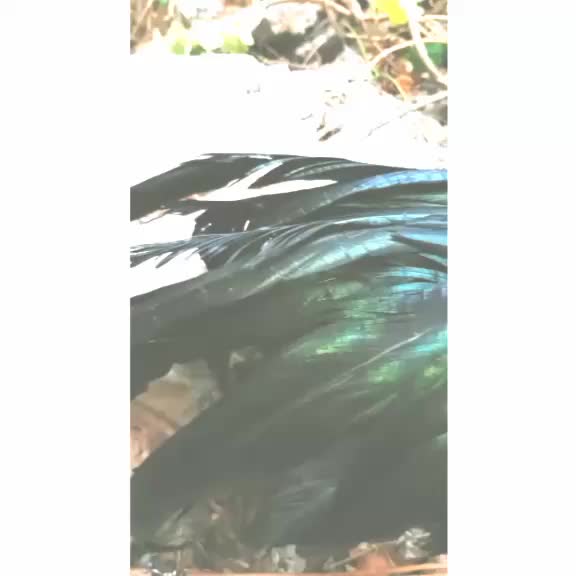 @Morteinsampoul