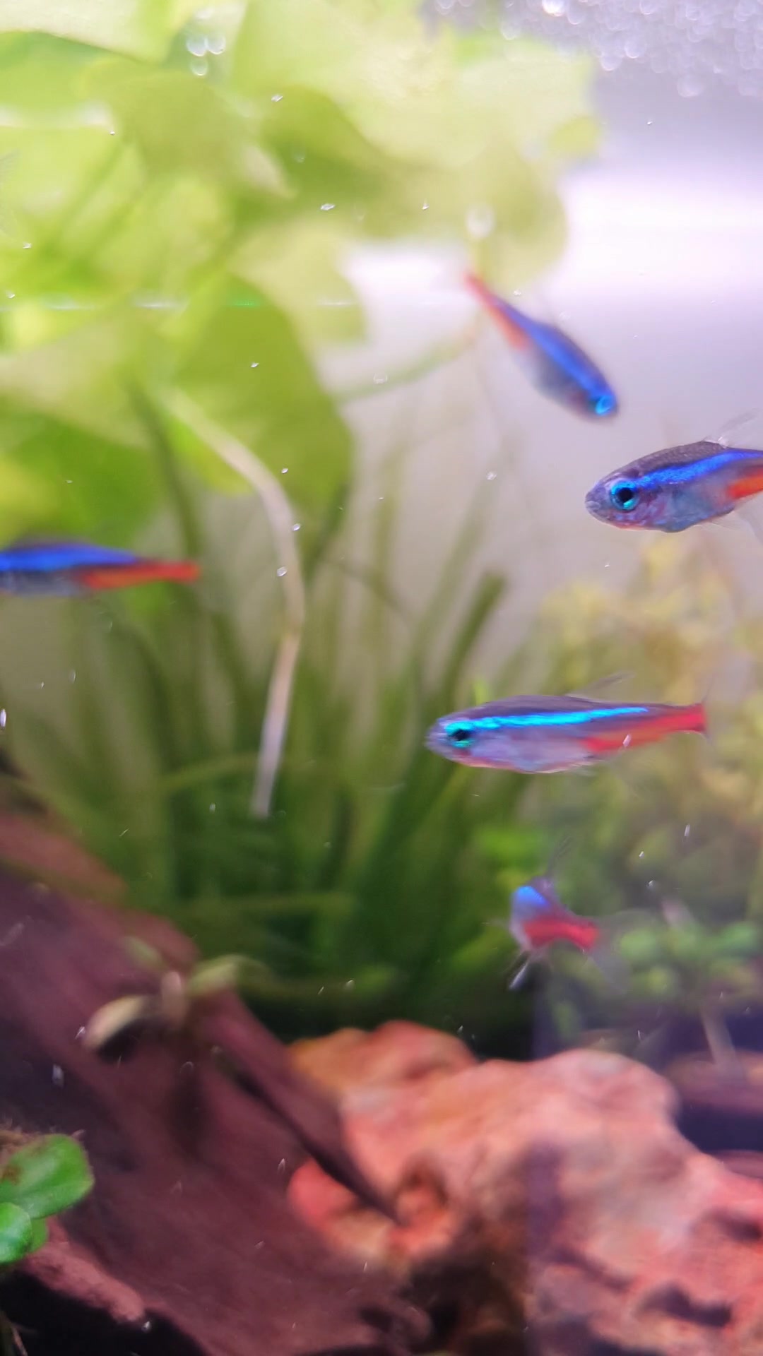 @Ace Aquascape
