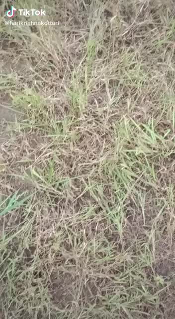 @srikanthchinnu