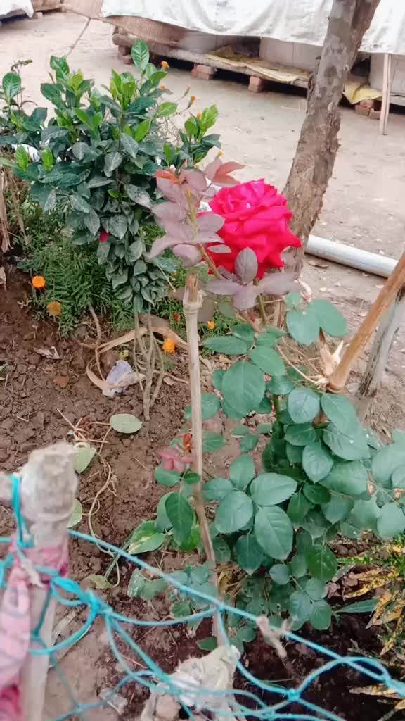 @user345578534732