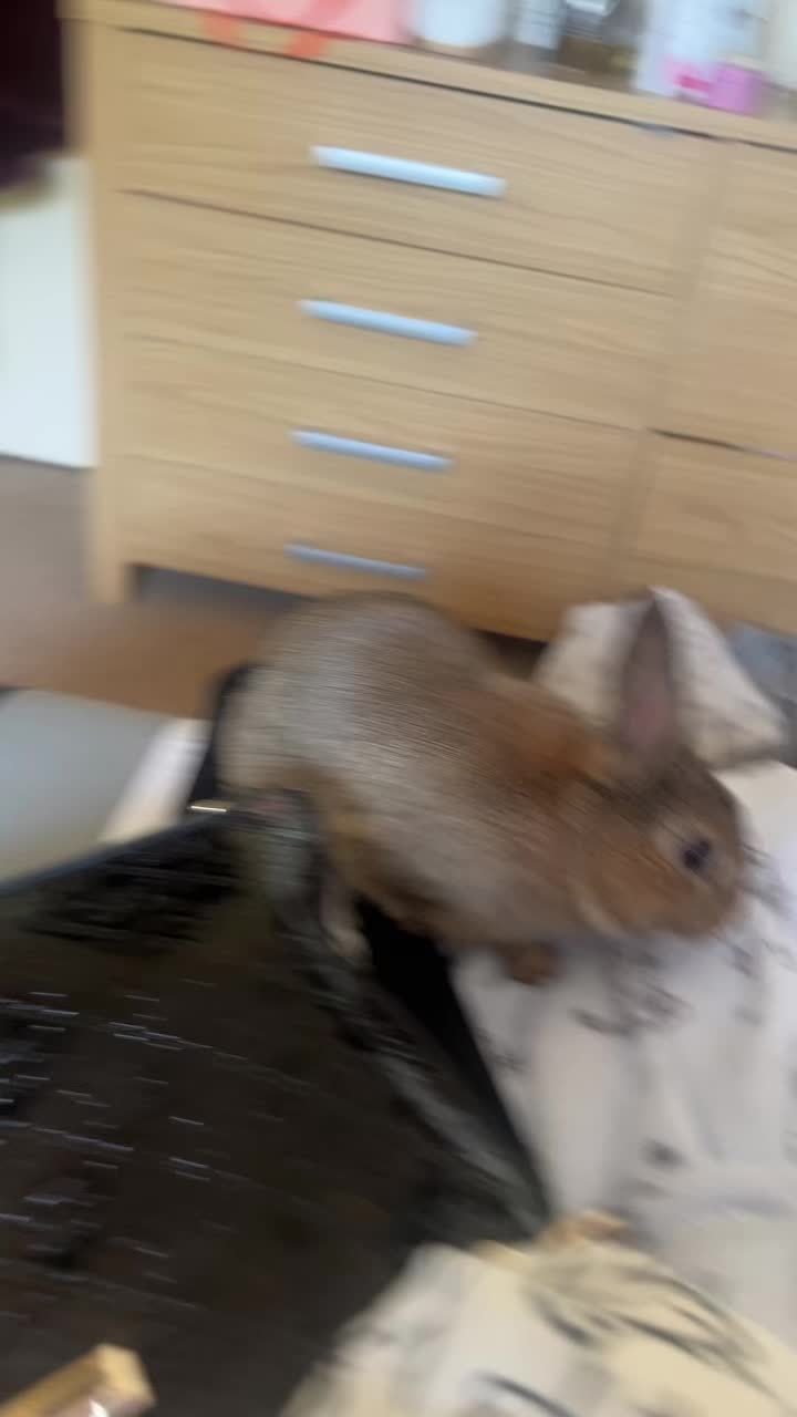 @Bugz_adventures 💙🐰