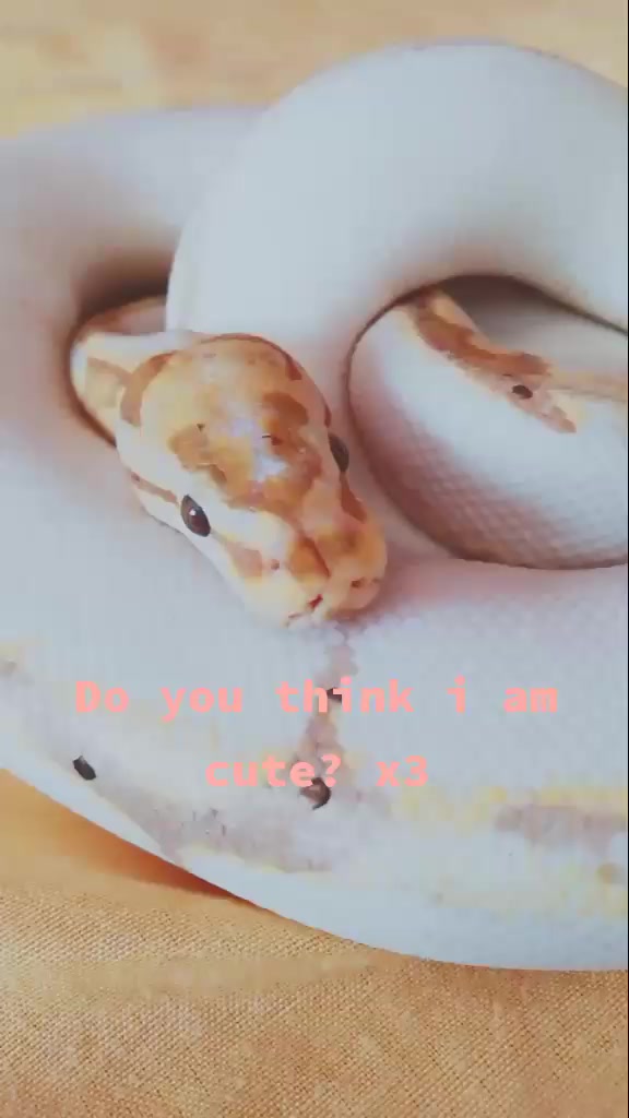 @🐑🐑