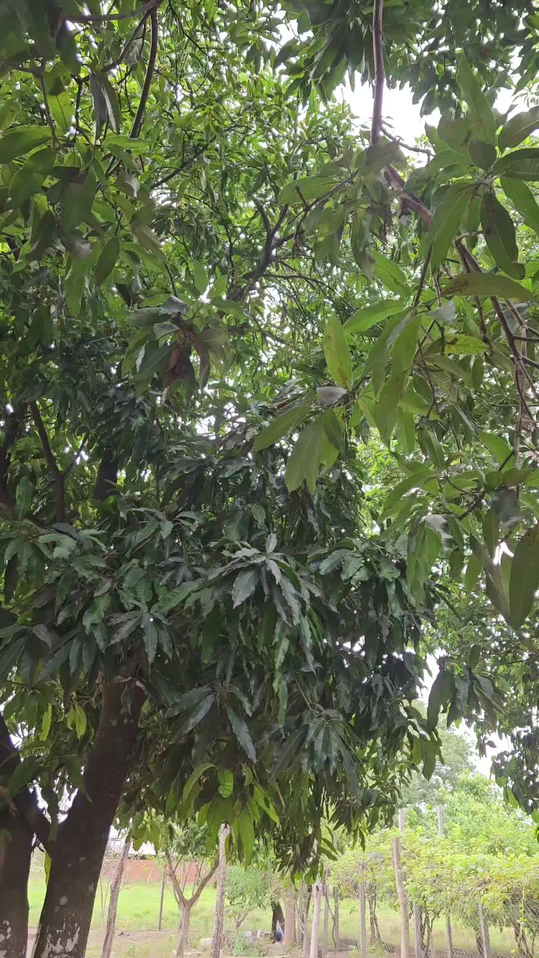 @richardreynaga844