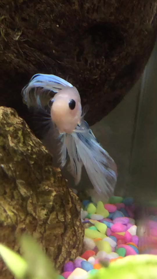 @EclipseTheDoubletail