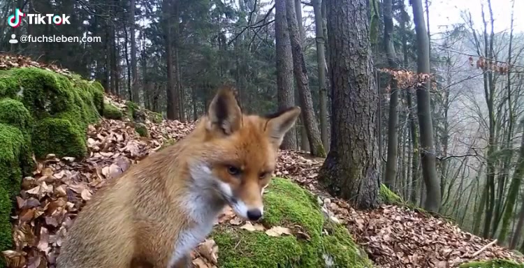 @🦊