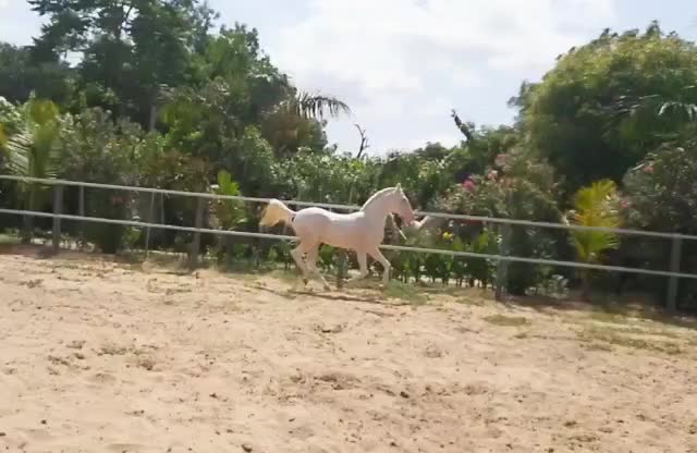 @🏇Sonu rider🏇