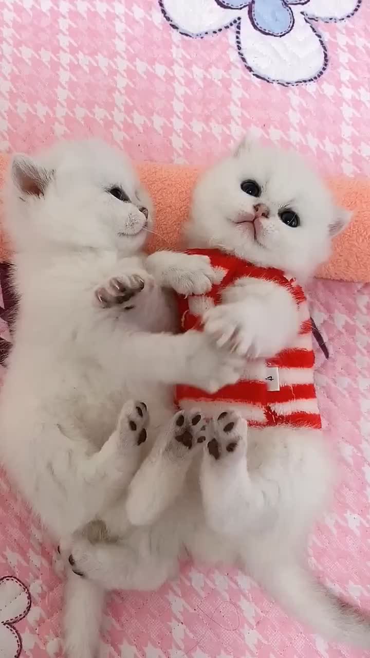 @linyi123450