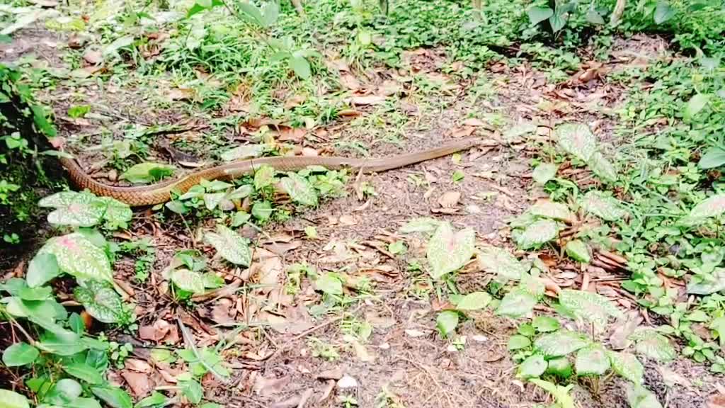 @കൃഷ്ണായനം