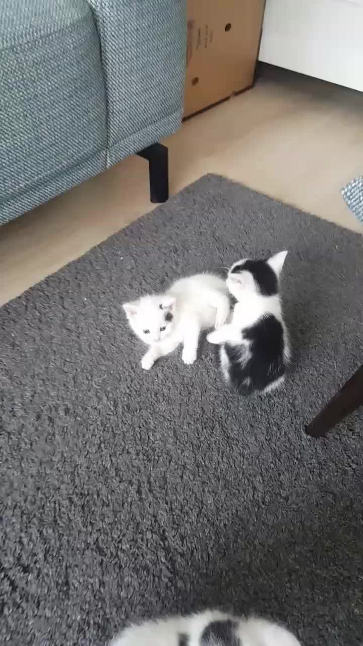 @Dutch Kitten family
