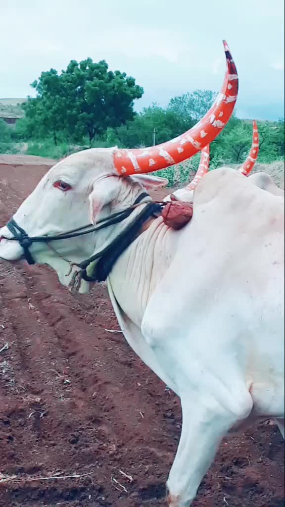 @user7637561759554