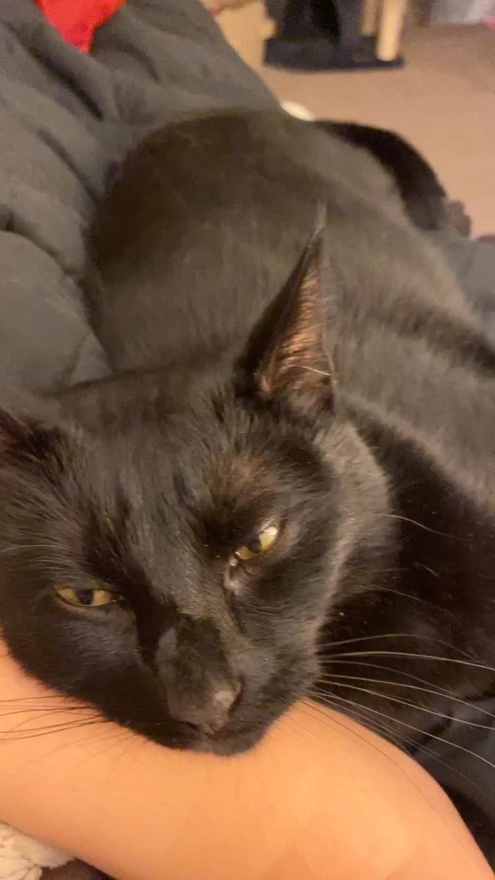 @zixxiecat