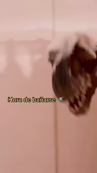 @T.Rex