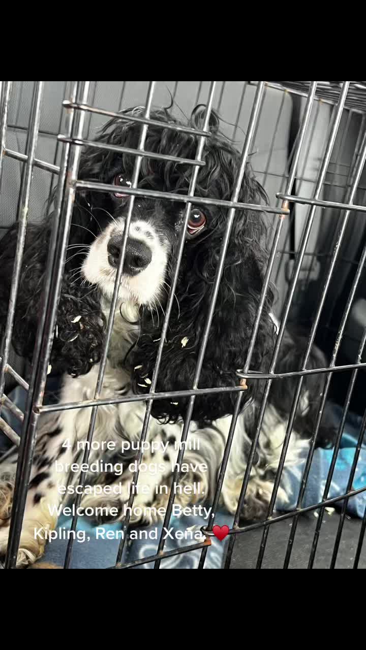 @Canine Safe Space