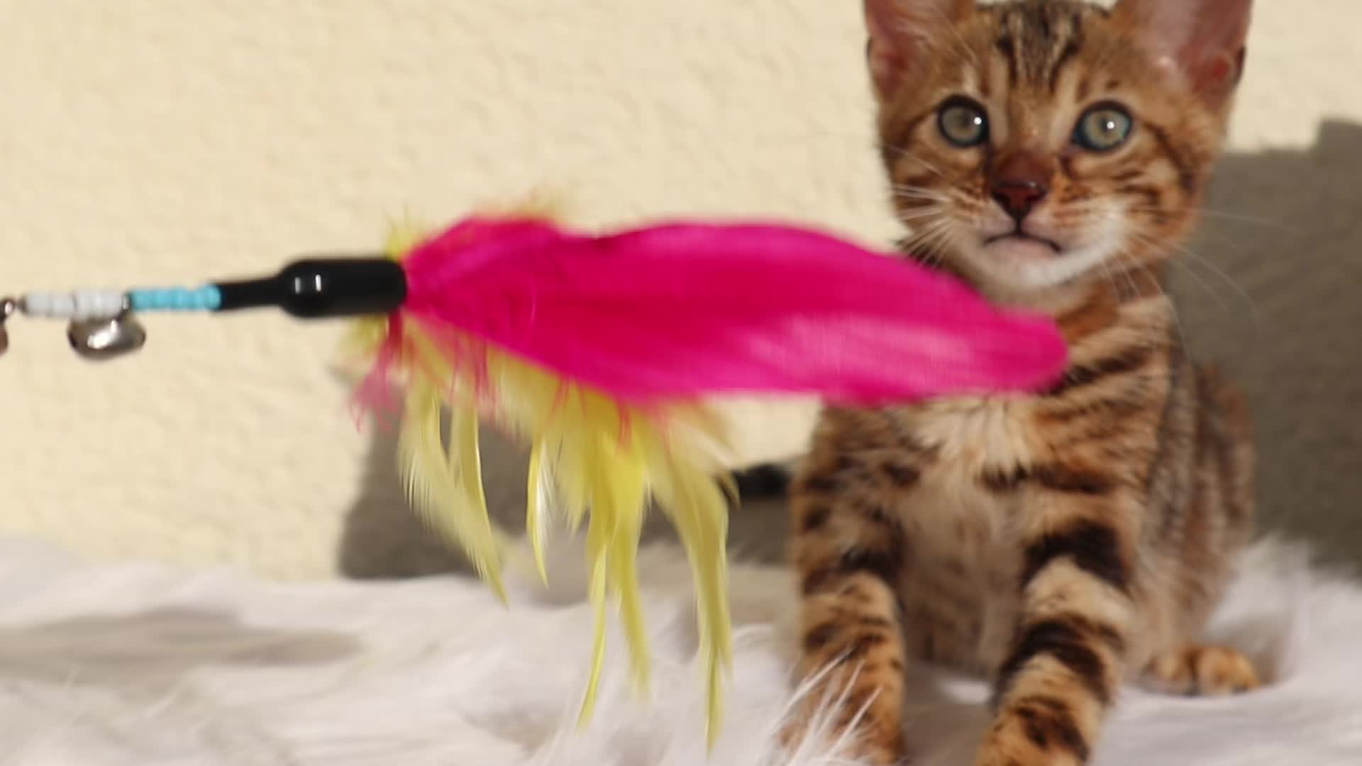 @Lemigans _cattery