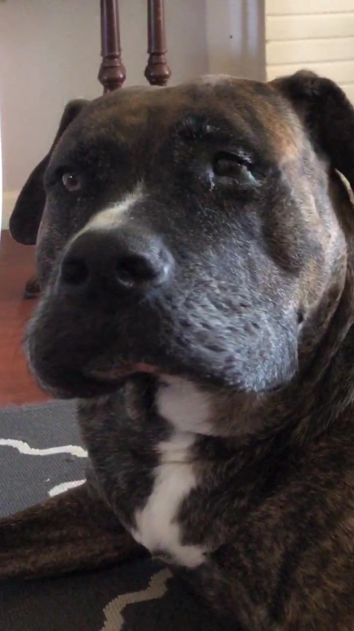 @cuddlyanimals1022