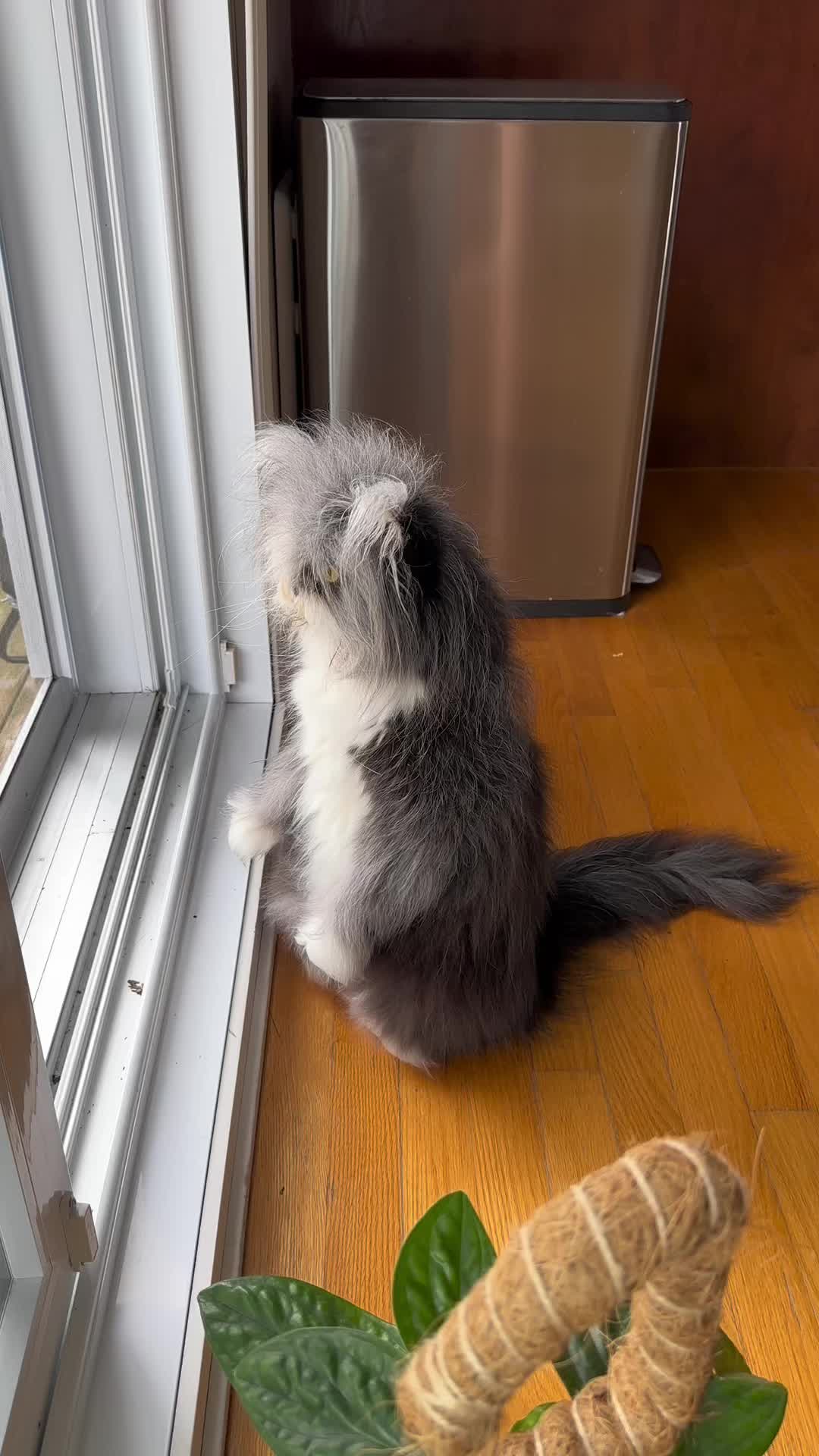 @atchoumthecat