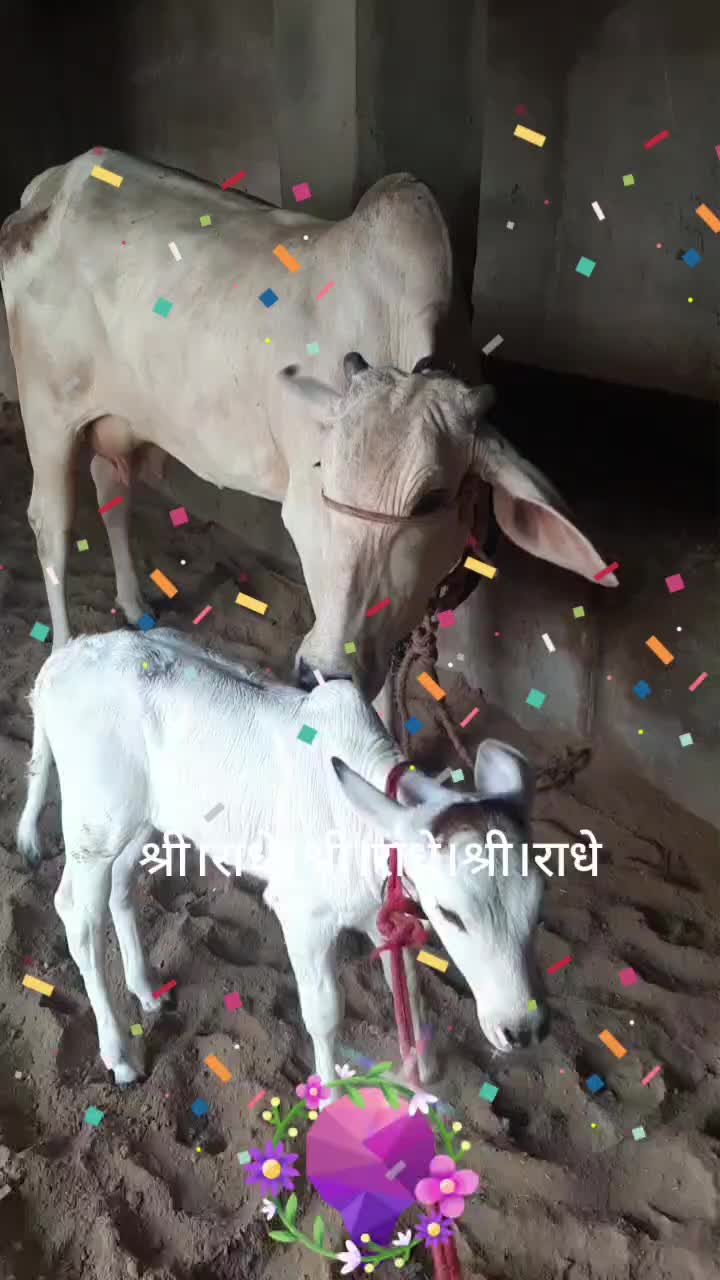 @बालयोगीसन्तोषनाथजी