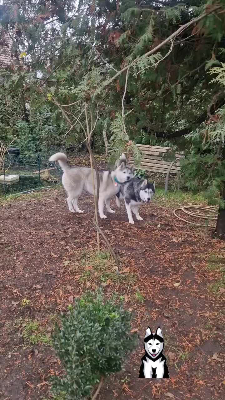 @Husky SkY&AmIgo