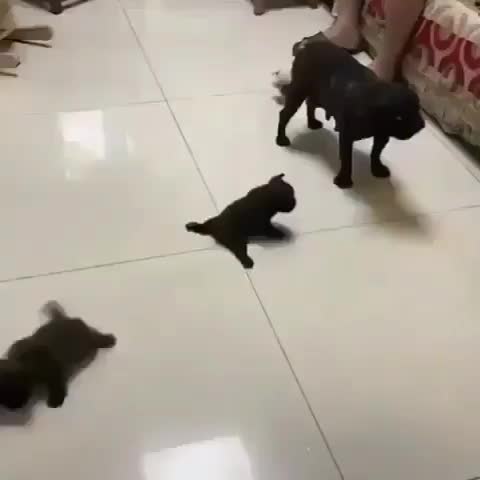 @pet_lover😍