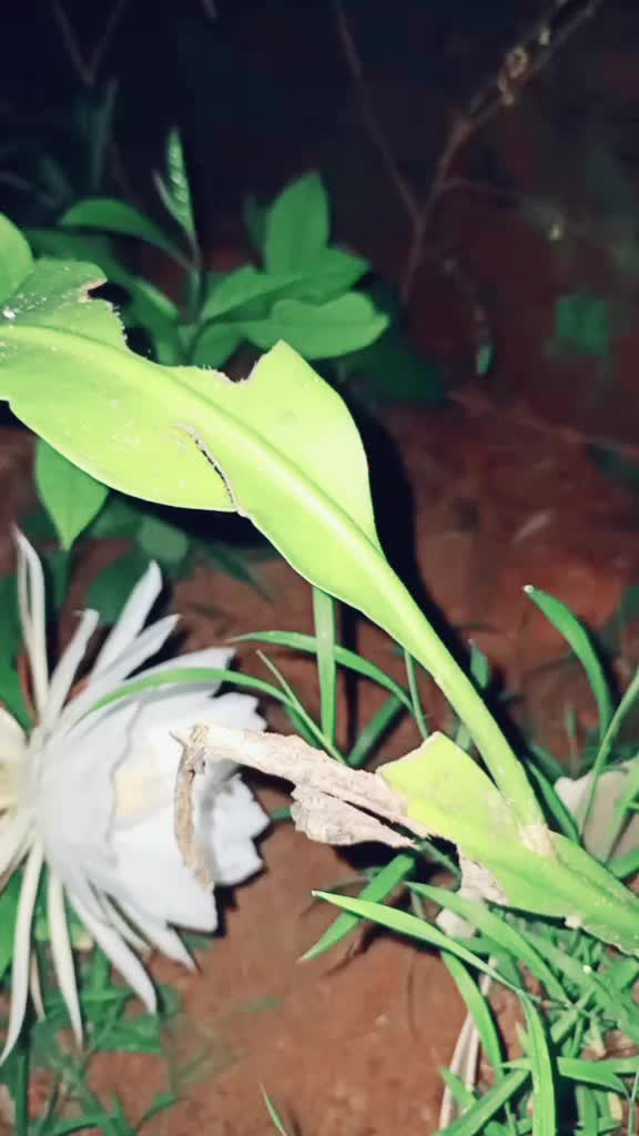 @Deekshitha Kukyan