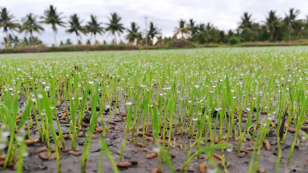 @R.saran agriculture