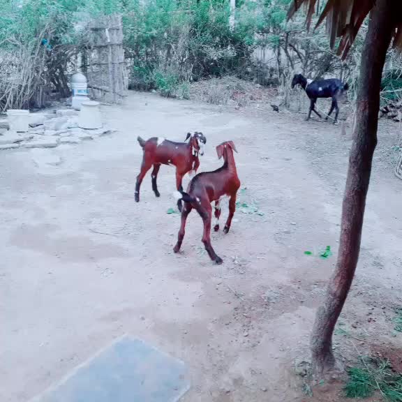 @Sunil Doti