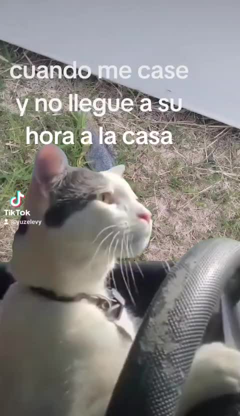 @Juselevi