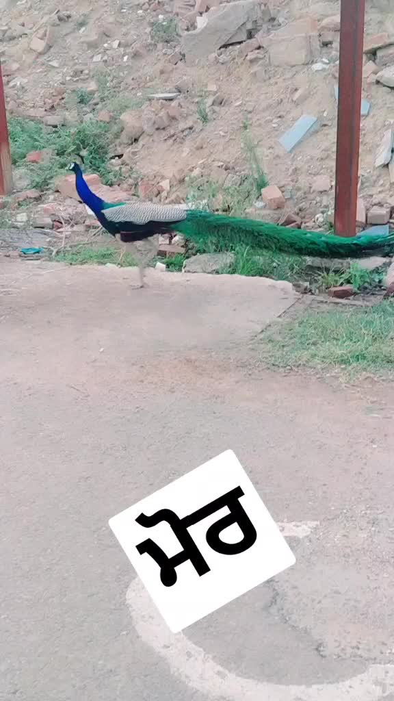 @GobindSandhu565