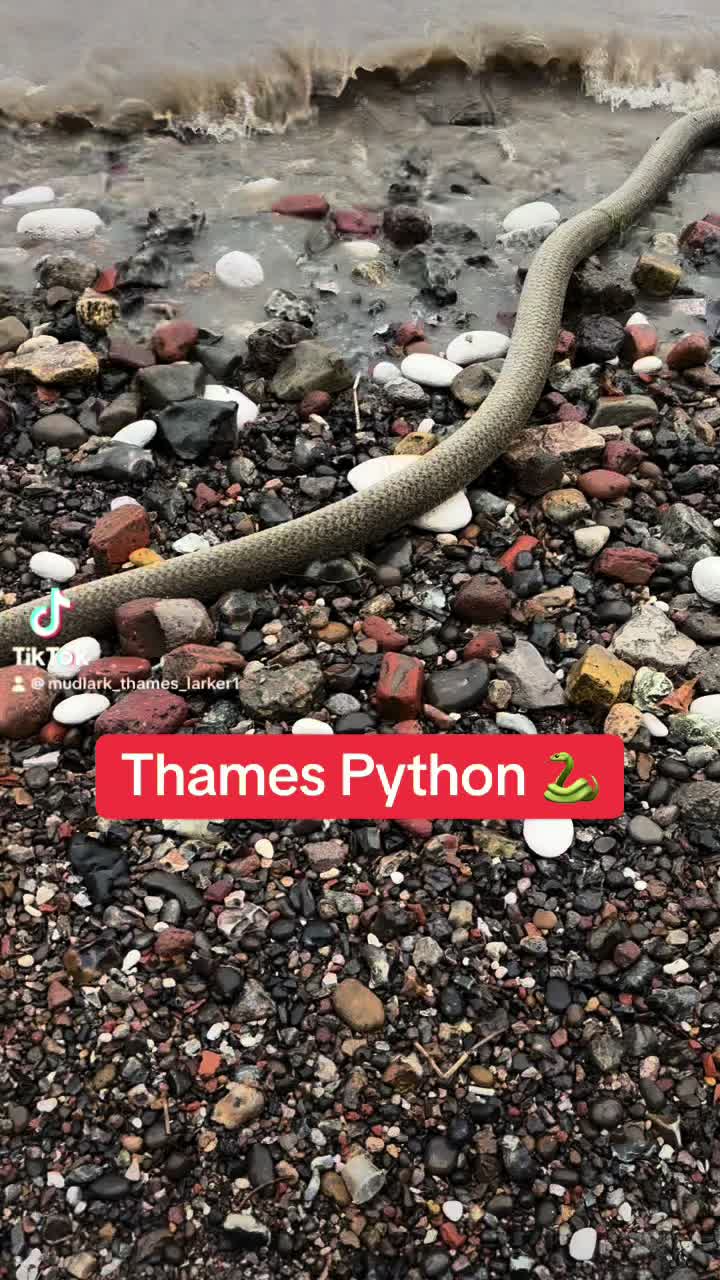 @Alan London Mudlark 🪣
