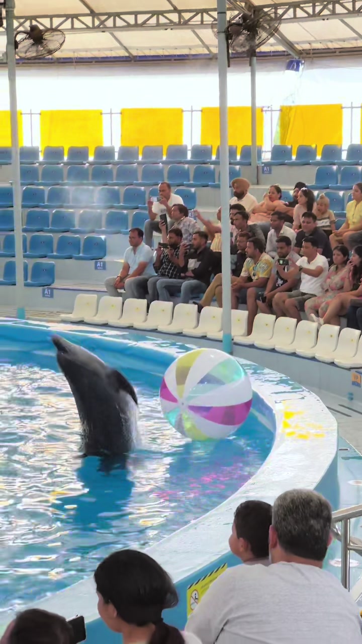 @Pattaya Dolphinarium