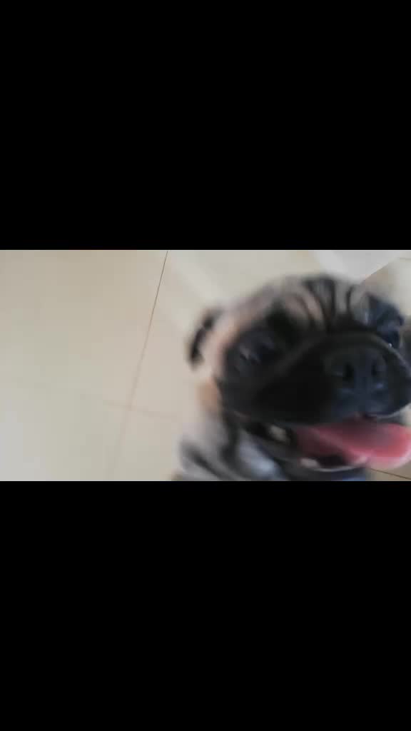 @Norka Elizabeth The Pug