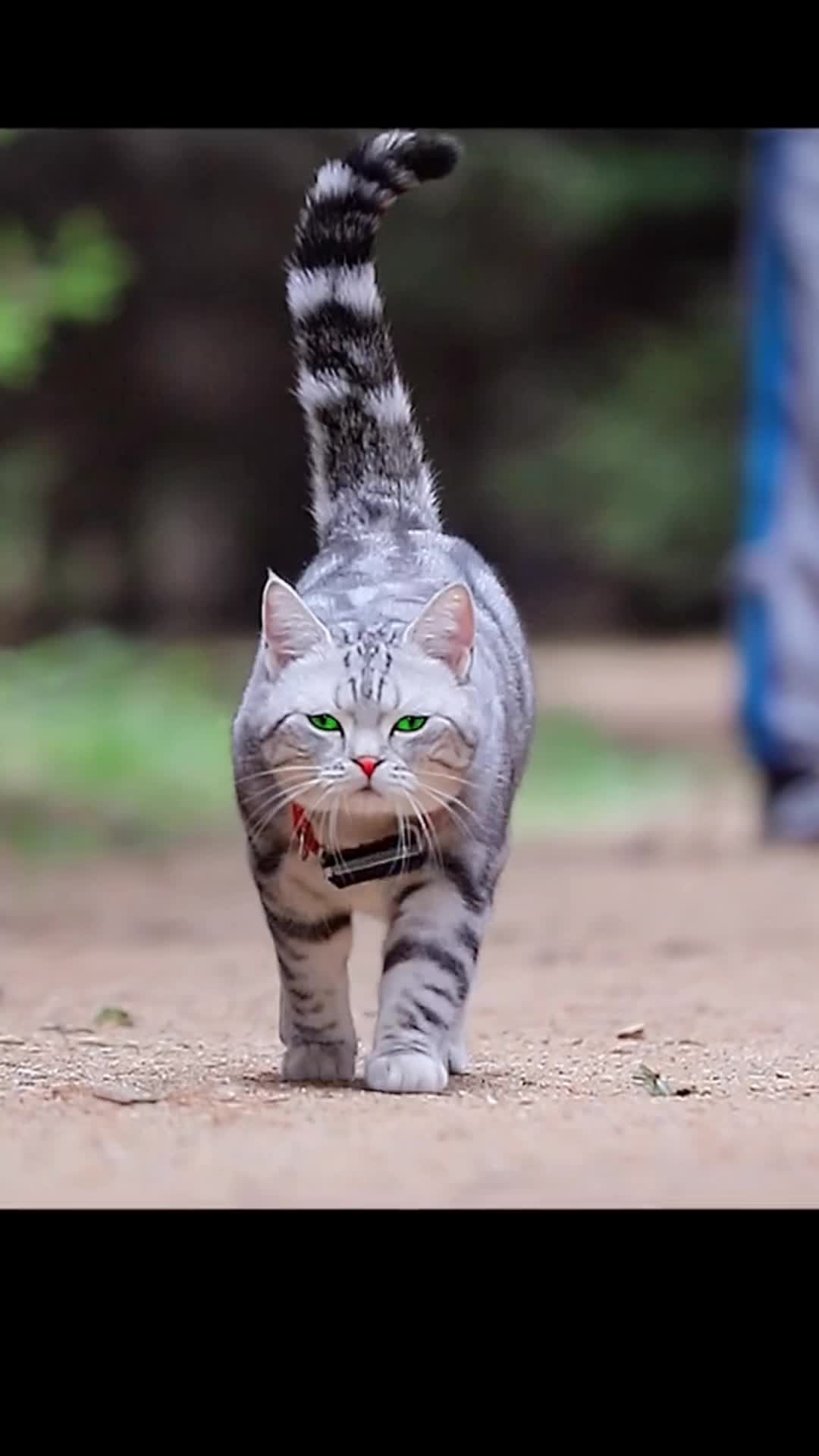 @ourpetsfriends