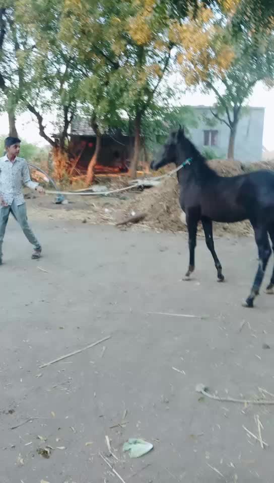 @🐎Mr ભોજાવદર વાળા🐎