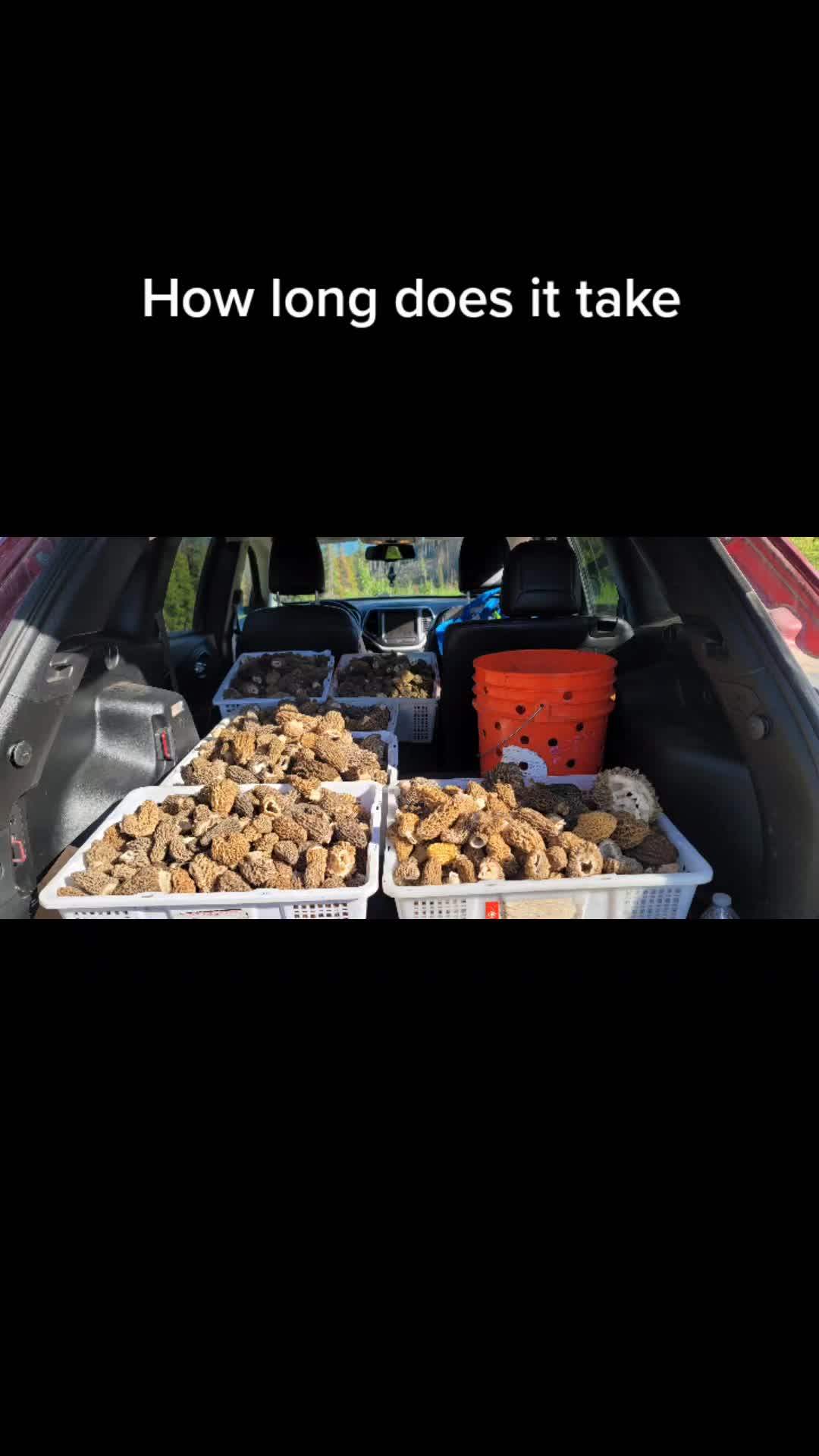 @pvforagers