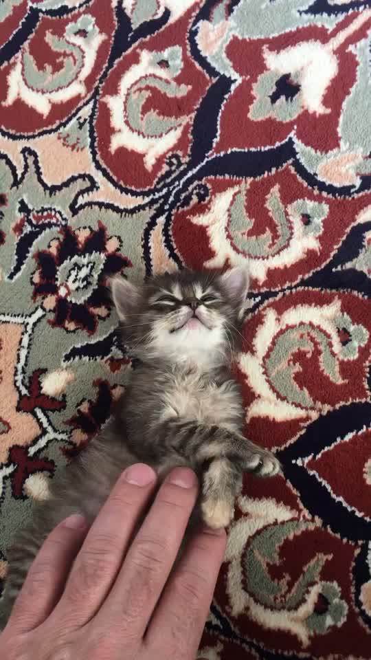 @ŞİRİN 🐈🐈