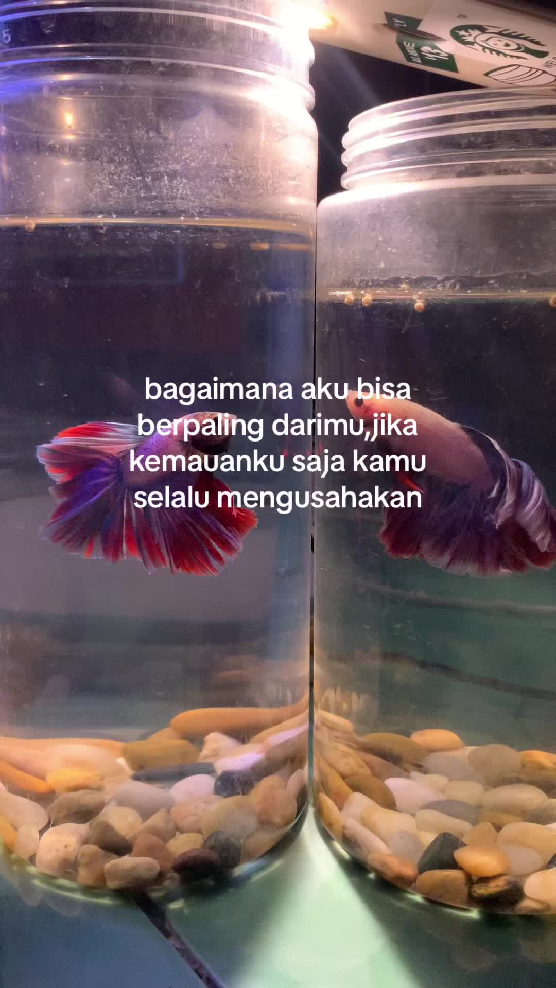 @Andidila🧜🏻&zwj;♀️
