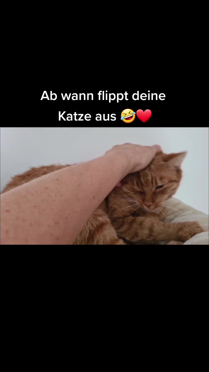 @5KidCat