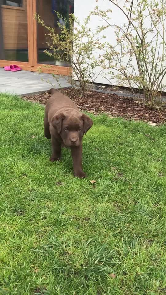 @MoccaChocoalateLab