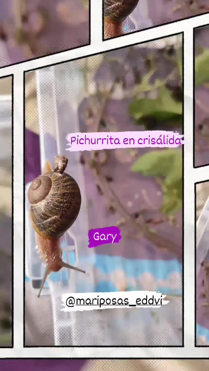 @Mariposas_EddVi