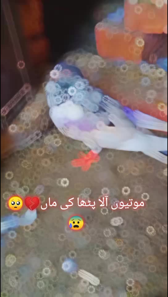 @کبوتر 🕊🕊باز🕊🕊