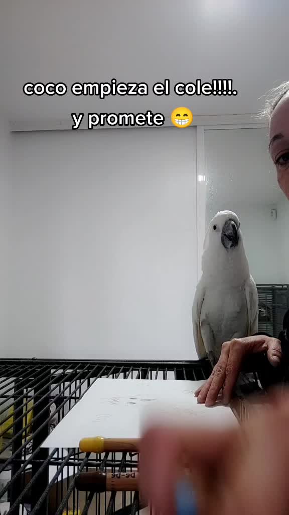@todosbichosmios