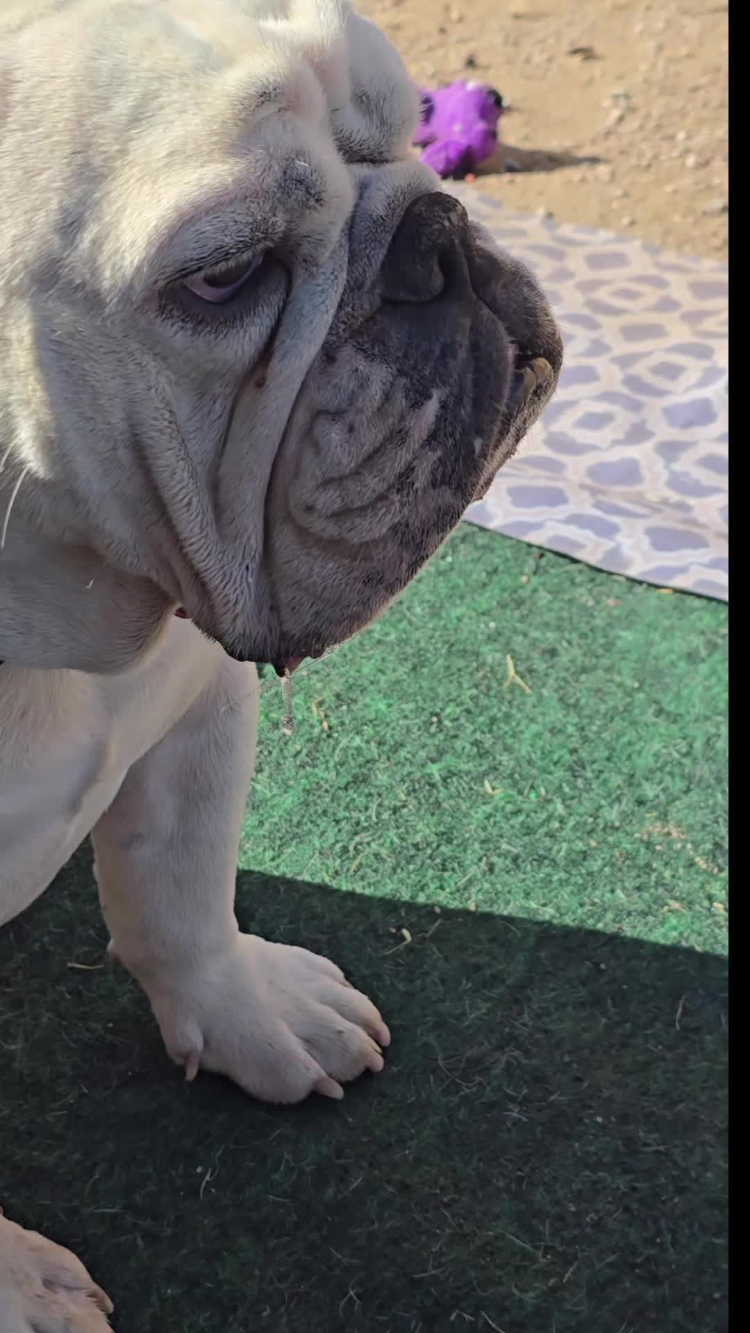 @BulldogTopiaInTexas💙💙💙💙💙