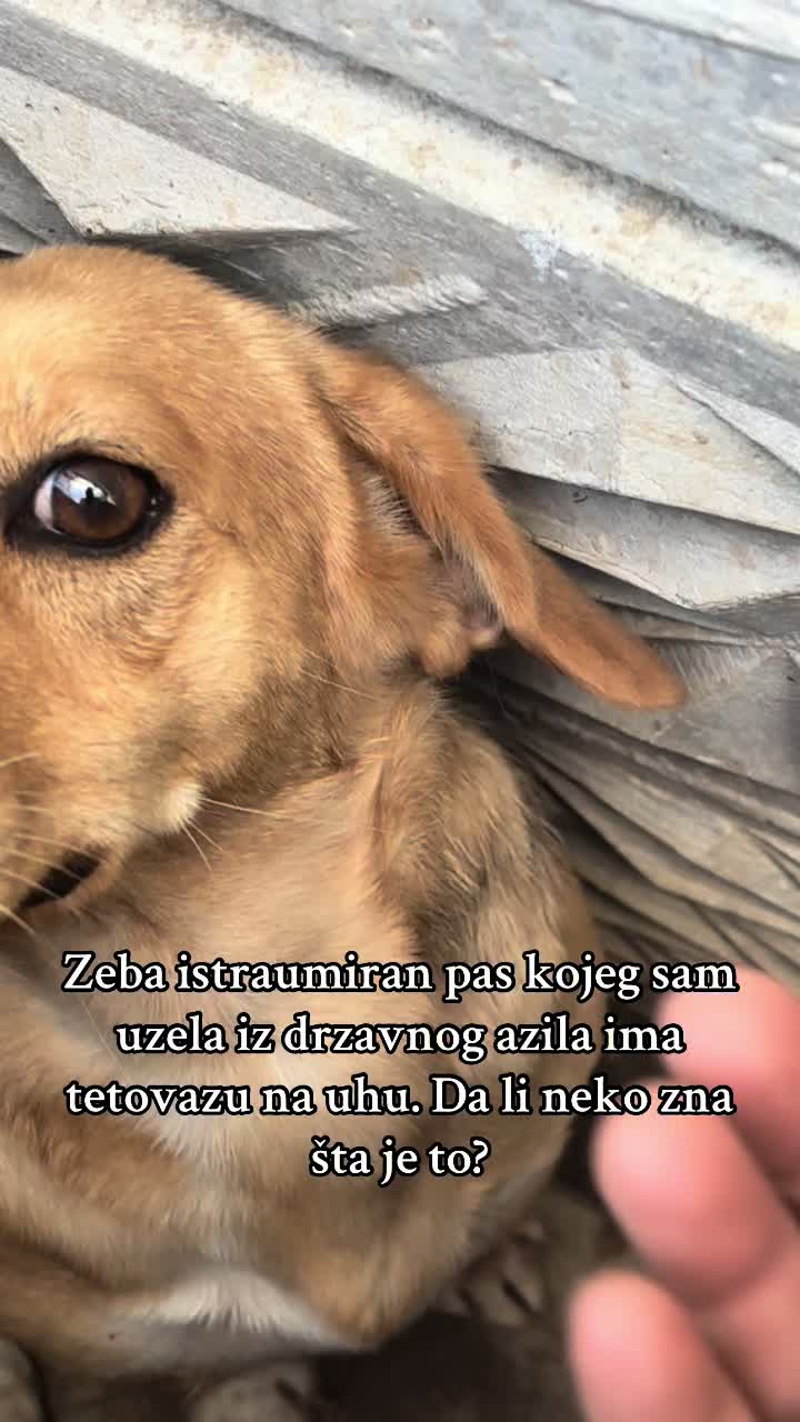 @Dedina koliba