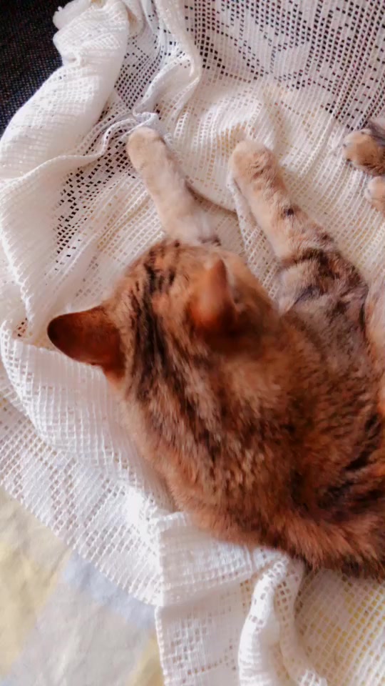@Kitty02 🐈 🇳🇴