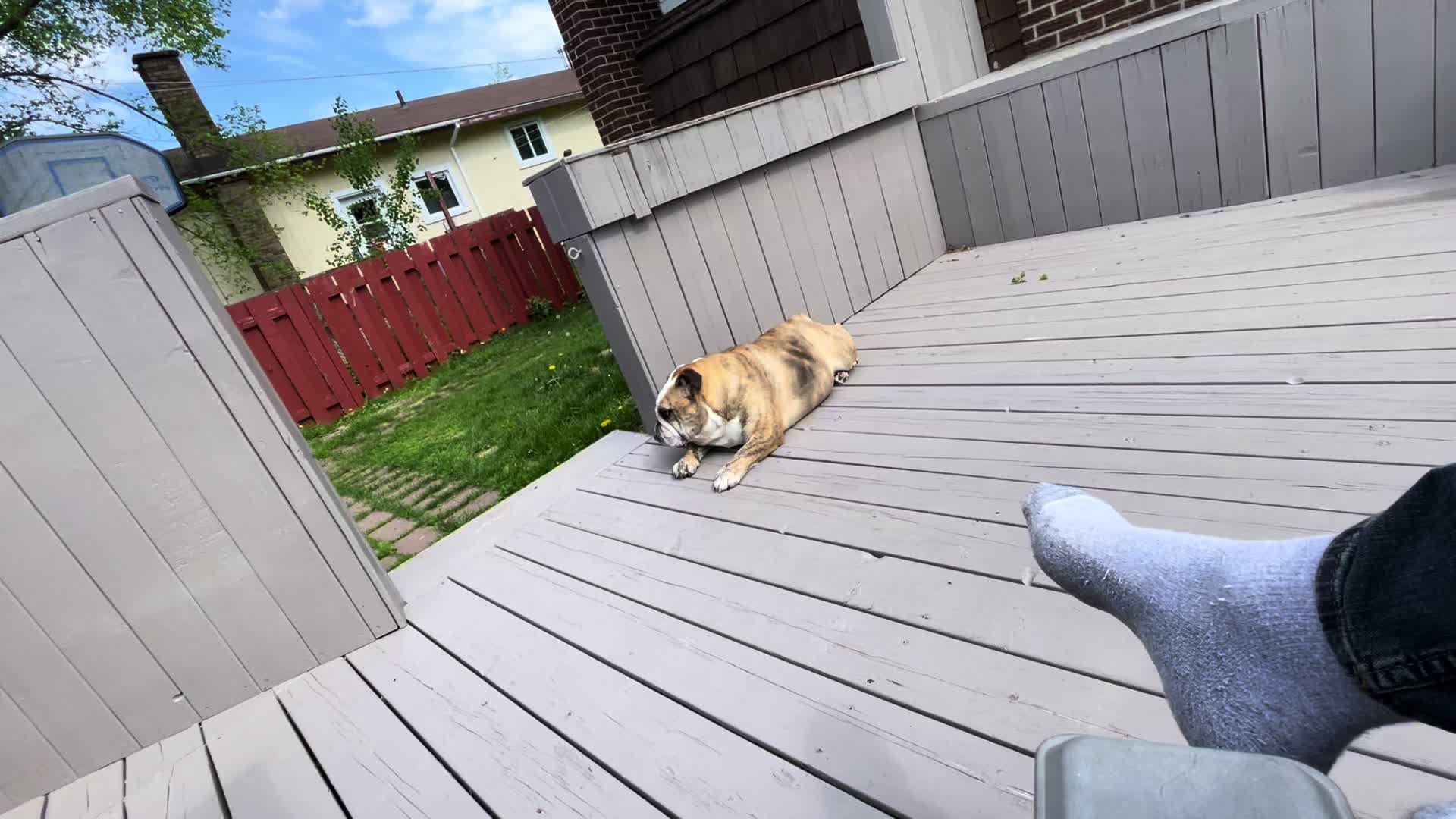 @Pedrobulldog