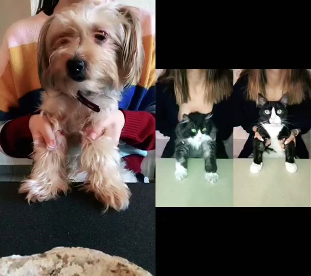 @🐾l&iuml;st&atilde;&iuml;l🐾